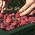 U ariljskom kraju berba maline traje i u novembru: Kilogram "crvenog zlata" košta i do 2.500 dinara
