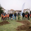 JYSK i Niš ponovo sade zajedno – sadnice javora, bora i himalajskog kedra za raznovrsniju i zdraviju okolinu