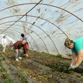 U Šumadiji očekuju dobar rod jagode