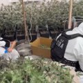 Velika akcija UKP i VJT u Beogradu! U Batajnici otkrivena laboratorija za uzgoj marihuane: Pogledajte kako su uhapšeni…