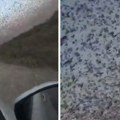 Iz Rusije stižu "apokaliptični" prizori: Nebo se zacrnilo od skakavaca, snimak da se naježiš!