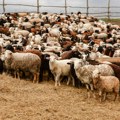 Oko 10.000 ovaca uginulo od stravične pošasti! Opasna zaraza hara u komšiluku, stočari se hvataju za glave, situacija nije…