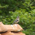 Ornitolozi zabeležili preko 90 vrsta ptica na Vlasini