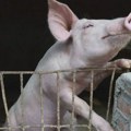 Životinje i bolesti: Afrička svinjska kuga na Balkanu, šta mogu da budu posledice