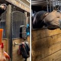 Konj toliko voli šargarepu da "odlepi" kada je vidi: Njemu je zdrava ishrana na prvom mestu