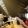 Farmerima se život za 3 godine izvrnuo naopačke: Telad počela da umiru, a kad su postavili kamere usledio šok