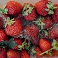 Da li su ovo pokvarene ili sveže jagode? Evo kako da prepoznate kad se buđ ne vidi golim okom