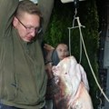 Monstrum iz Bovanskog jezera - Milan i Andrija upecali pravo čudovište: "Ovakvi trenuci se ne zaboravljaju"