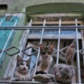 Udruženja traže povlačenje Nacrta zakona o dobrobiti životinja