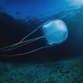 Meduze gotovo ne obolevaju od raka, a naučnici su otkrili kako se štite od tumora