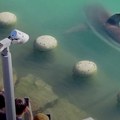 Zalutala ajkula postala neočekivana zvezda, privukla 600.000 turista za nedelju dana