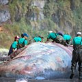"Sveti gral" za proizvođače parfema: Naučnik u telu nasukanog kita pronašao "plutajuće zlato" vredno 500.000 evra (foto)
