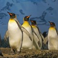 Hiljade mladunaca carskih pingvina je uginulo - ova harizmatična vrsta mogla bi da nestane do kraja veka