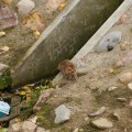 Leptospiroza se pojavila i u Republici Srpskoj, šest zaraženih u Banjaluci, Doboju i Foči