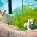 Za osudu ili podršku: Zoološki vrt traži da im se doniraju kućni ljubimci kako bi prehranil životinje