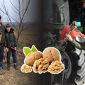 Na plantaži u Grgurevcima Duško Radosavljević očekuje prvi rod: Fruškogorski orasi isplativiji od stočarstva i ratarstva