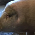 (Video) Atrakcija na obroncima Maljena: Rođeno prase bez ušiju! Meštani ovo nikada nisu videli