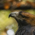 Orao krstaš Feliks stiže u Srbiju i biće smešten u prihvatilište na Paliću