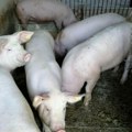 Do sada uginulo već 36.632 svinja Glamočić: Aafrička kuga registrovana u 7 okruga, zaraženo 930 gazdinstava “na ljude…