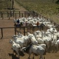 Novi izvor prihoda za brazilske farmere: vetroelektrane menjaju život na severoistoku zemlje
