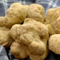 Ova namirnica izgleda kao džinovski kamen iz bubrega, a kilogram košta i do 5.000 evra! Jelena uživala u potrazi za njom u…