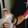 Razotkriven stravičan lanac mučenja beba majmuna: Istraga BBC otkrila kako kupci plaćaju gnusne snimke: "Sećam se lica…