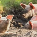 Ubijeno 11.840 svinja u Srbiji: Afrička kuga svinja pronađena na blizu 1.000 gazdinstava