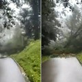 Srušio se deo šume u Sloveniji! Stravičan snimak nevremena, čovek se spasao u poslednjem trenutku (video)