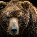 Македонска општина тражи увођење кризног стања због повећаног броја медведа