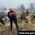 Spasioci evakuišu životinje sa Dunava u Srbiji