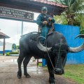 Na brazilskom ostrvu policija patrolira – na bivolima