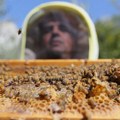 Kako je ‘američka trulež’ zaprijetila da uništi pčelarstvo