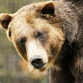 Медведицу која је усмртила ЏОГЕРА у Италији селе у Немачку Избегла смртну казну након жалбе заштитника животиња