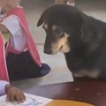 Pas koji boluje od depresije počeo da "radi" u vrtiću: Izgubio štence pa našao novu "decu", ovo morate da vidite
