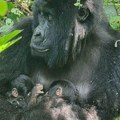 Retka pojava u afričkom nacionalnom parku: Gorila rodila blizance