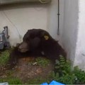 Medved im se uselio u kući i nije hteo da izađe mesec dana: Nisu pomogli ni mamci sa hranom ni zamke, odomaćio se