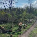 Zgrade umesto drveća: U šumi na Zvezdari sve manje zelenila, nedavno posečeno 50 stabala