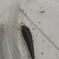 "Videla sam ih šest za mesec dana, hoću da se iselim!": Devojka otkrila problem sa insektima koje niko ne podnosi, evo kako da…