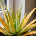 Aloe vera vam žuti i propada? Ovaj test od 3 sekunde otkriva tačan razlog koji uništava biljku
