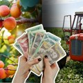 Родна година, али празни џепови: Воћари у Србији разочарани откупним ценама – лубенице се не исплате