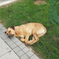 Vranje gradi azil za pse
