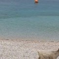 Podivljale koze uživaju na plaži u Hrvatskoj