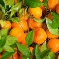 Ministarstvo: Pošiljka mandarina sa pesticidom iz Hrvatske druga po redu