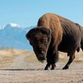 Klimatske promene: Kako bi bizon na ispaši mogao da bude dobar za planetu