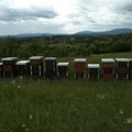 "Dok je motika radila, meda je bilo više!" Porodica Nikolić iz Karavukova počela hobi sa dve košnice, a sada imaju 50…