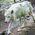 Životinje: Vukovi napali ženu u safari parku nadomak Pariza