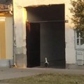 Lepo je videti da bar neko zna kuda je pošao! Pogledajte neverovatan snimak iz Futoga: Roda svratila da proveri da li je…