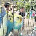 Treća po redu izložba sitnih životinja u dvorištu Osnovne škole „Slobodan Bajić Paja“