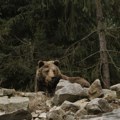 Medved u zoru napao devojku kod Prizrena: Kamera sa pumpe snimila kako panično beži od zveri da spase život