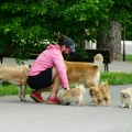 U Srbiji postoji 5 "opasnih" rasa pasa, komunalci krenuli u kontrole: Ako je vaš na spisku, ovo ne smete!